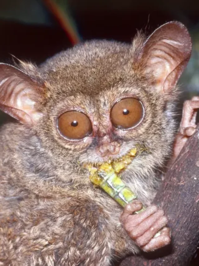 tarsiers--indonesia-532477416-5317299b3a2a4780ad02d4d0deeb3d2b