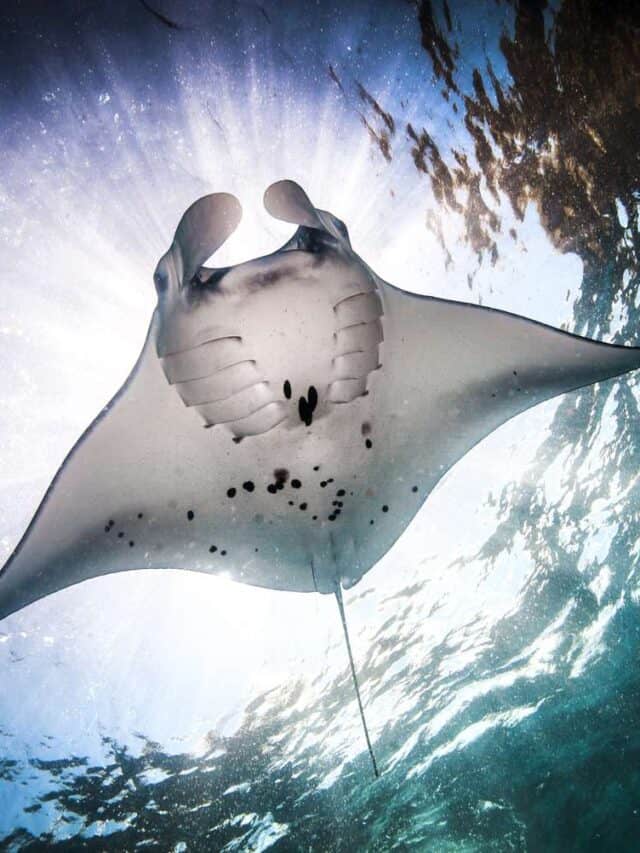 underwater-low-angle-view-of-manta-ray--manta-alfredi--feeding-at-ocean-surface--bali--indonesia-585285435-5c02d0f5c9e77c0001cddb86