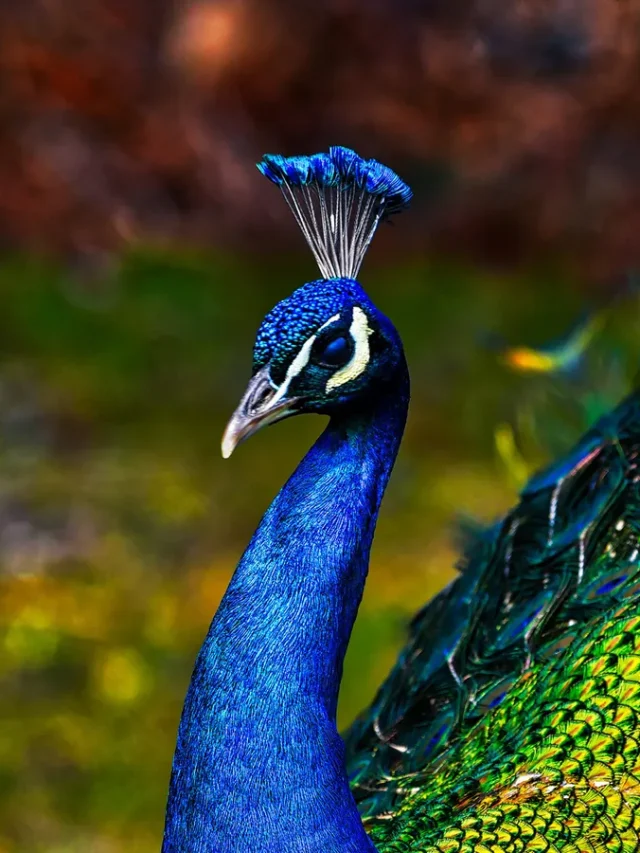 what-do-peacocks-eat