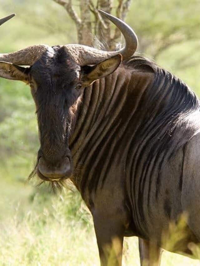 Wildebeest Facts Know Before You Go