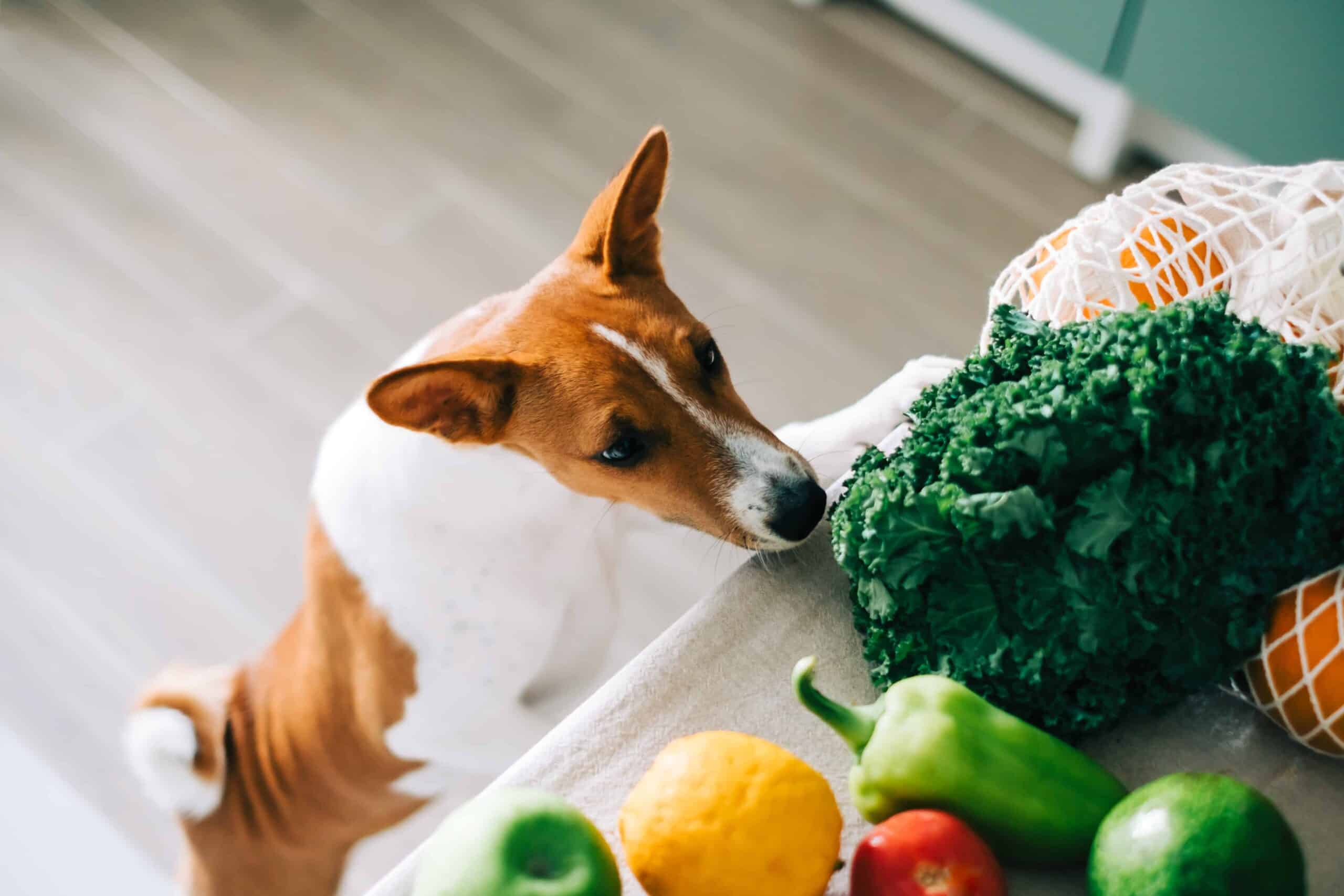vegetarian dog eating veg
