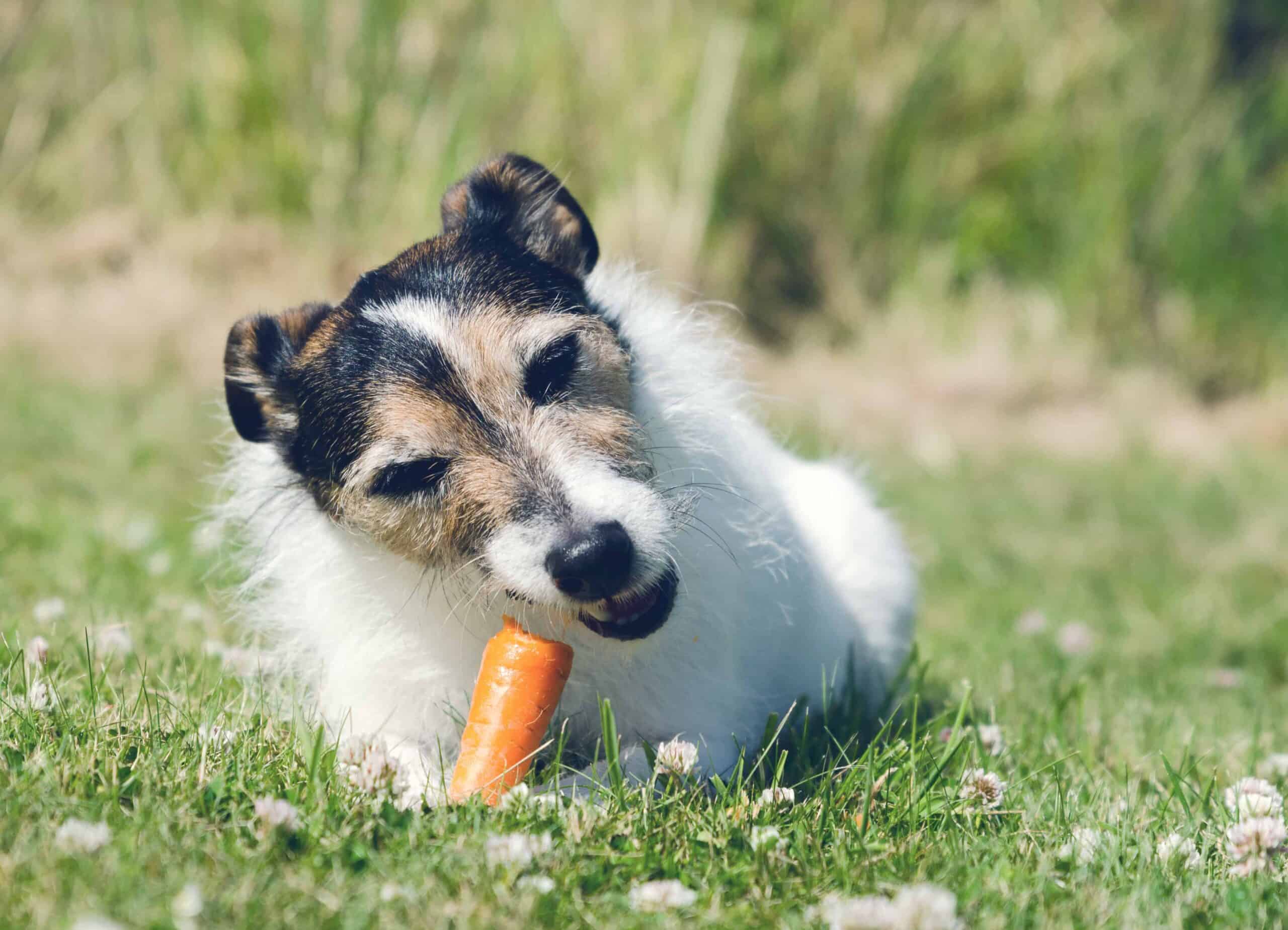 carrot eating dog