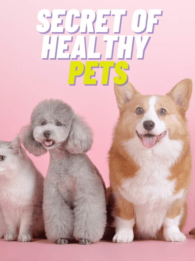 Healthy Pet Secret