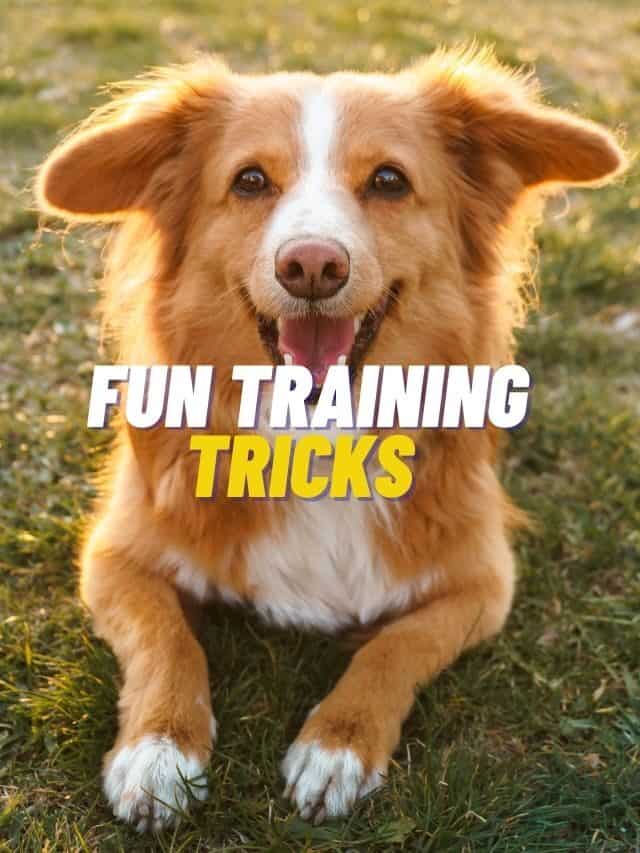 Fun training tricks for your furry friend