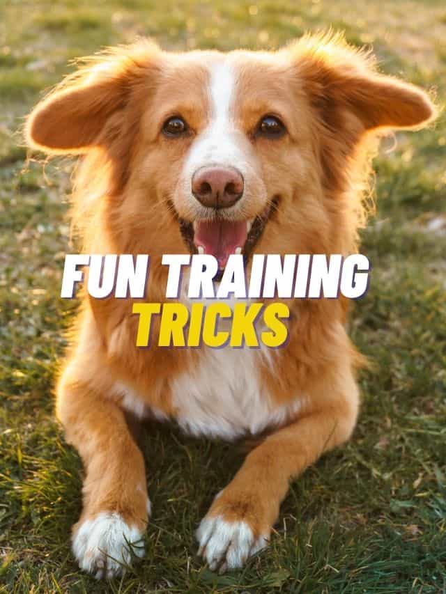 Fun training tricks for your furry friend