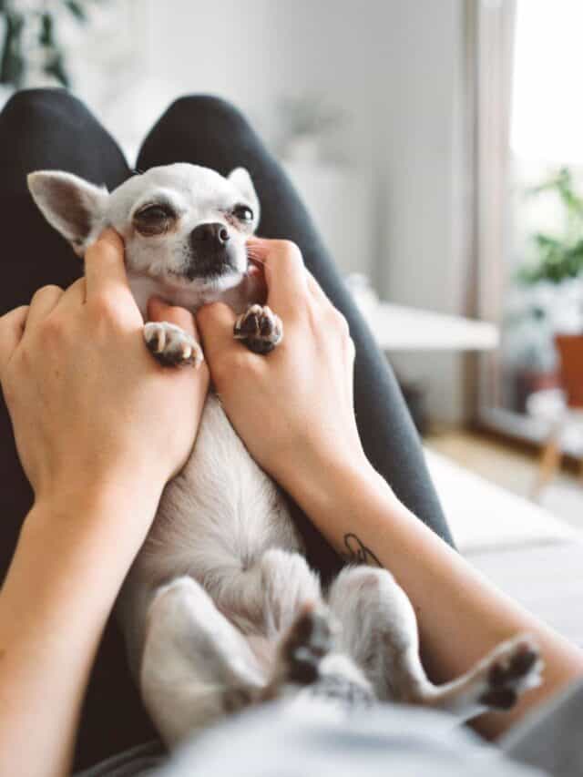 5  TIPS FOR A  HEALTHY PET