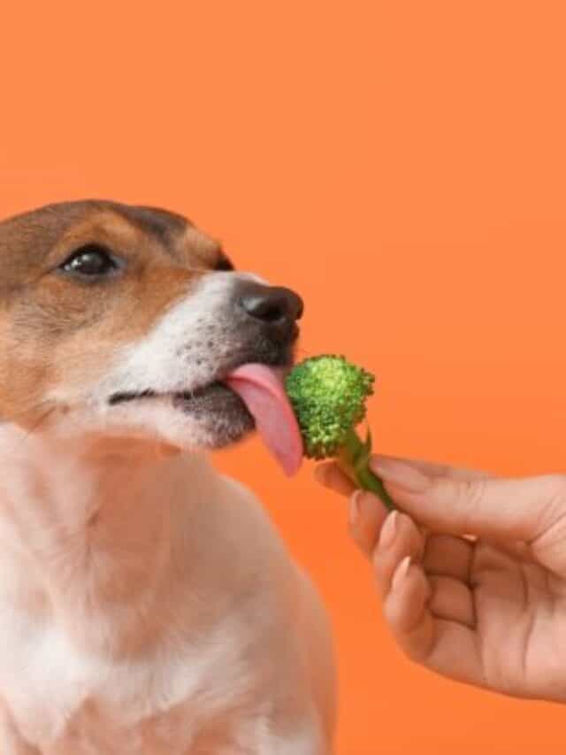 The Ultimate Guide to Feeding a Vegetarian Dog in 2022