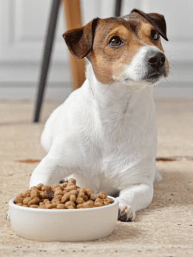 The Ultimate Guide to Feeding a Vegetarian Dog in 2022