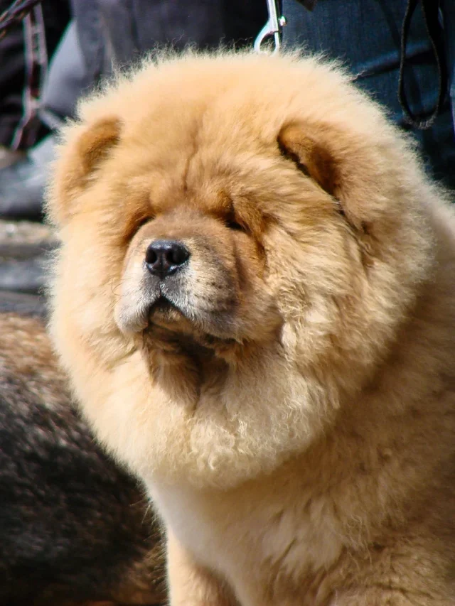 Are Chow Chows Dog Breed Hypoallergenic?