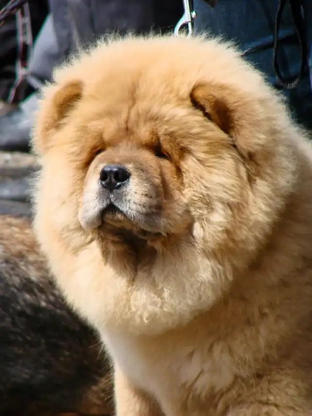 Are Chow Chows Dog Breed Hypoallergenic?