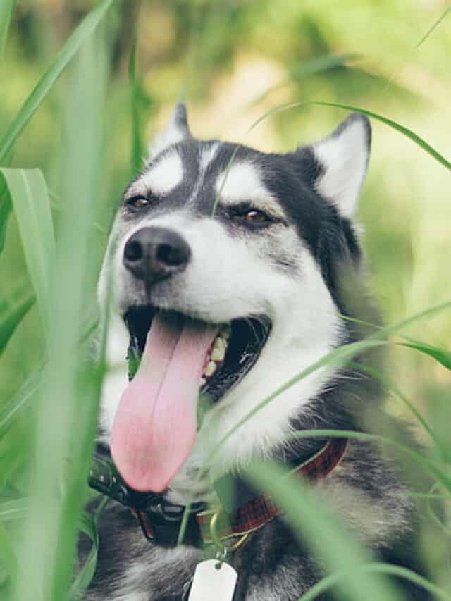 Best Diet for Vegetarian Dogs: Tips & Hacks