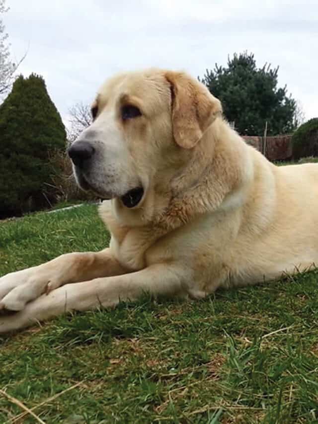 Overview of the Central Asian Shepherd Dog Breed