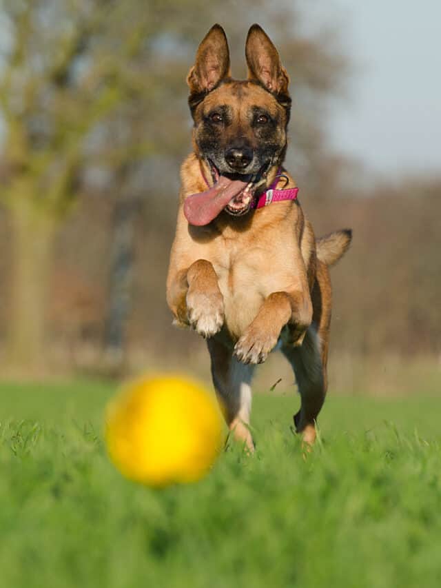 Malinois dogs