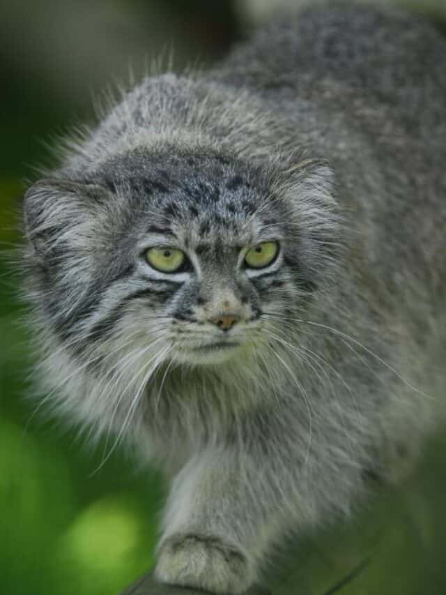 Pallas’s cat is a small wild cat species that is native to Asia