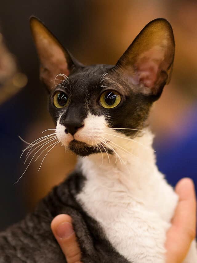 The Cornish Rex is a unique breed of cat known for its curly whiskers.