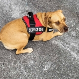 How to Train Your Dog as a Service Dog